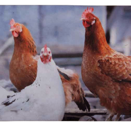 Paillasson Poules
