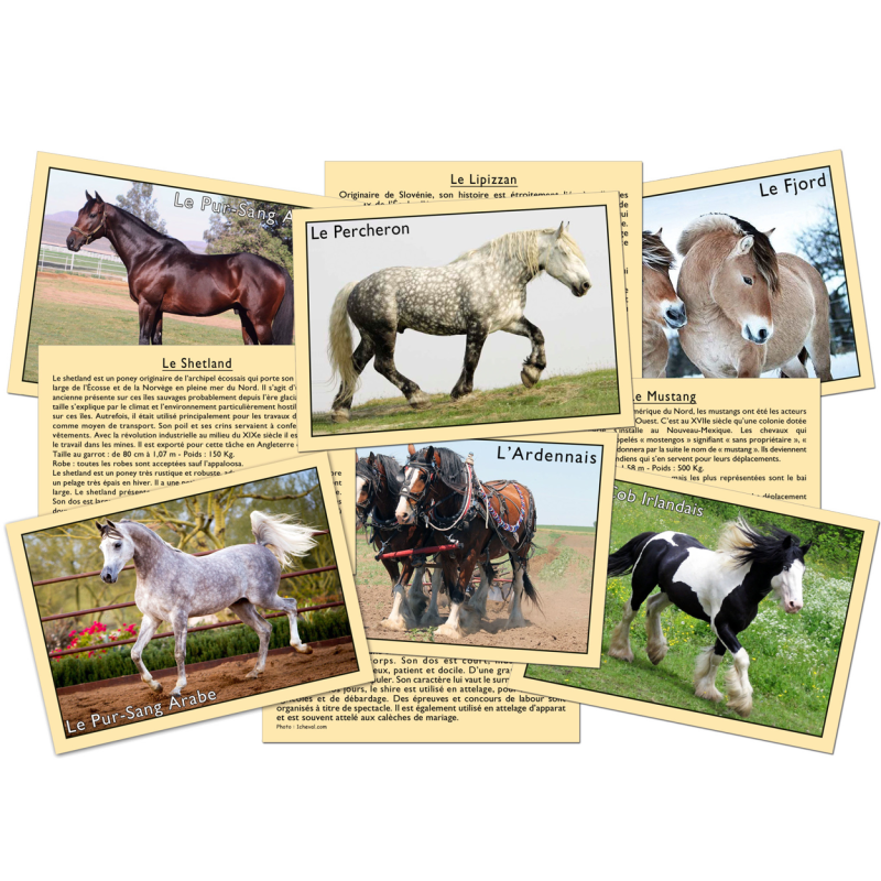 Jeu J'apprends à reconnaître les chevaux