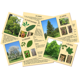 Jeu J'apprends à reconnaître les arbres