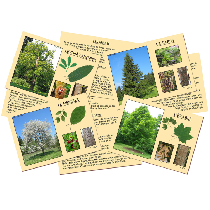 Jeu J'apprends à reconnaître les arbres