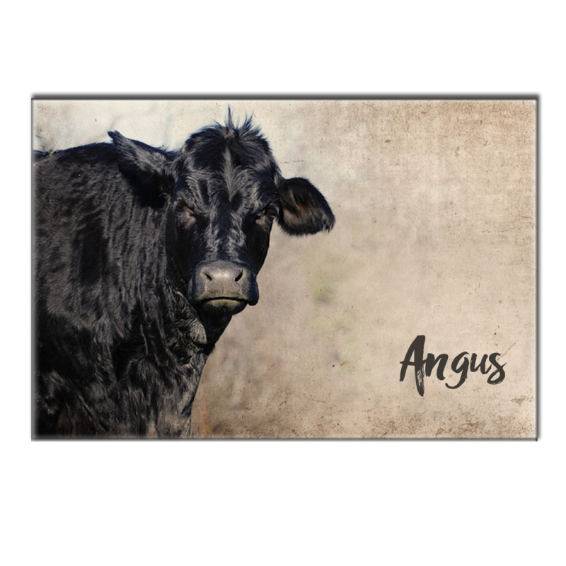 ANGUS - magnet frigo