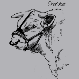 Sweat Charolais