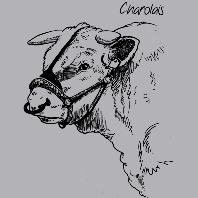 Sweat Charolais