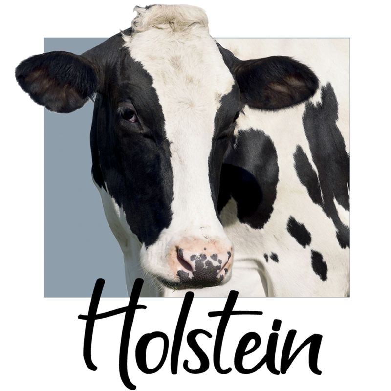 Mug Holstein