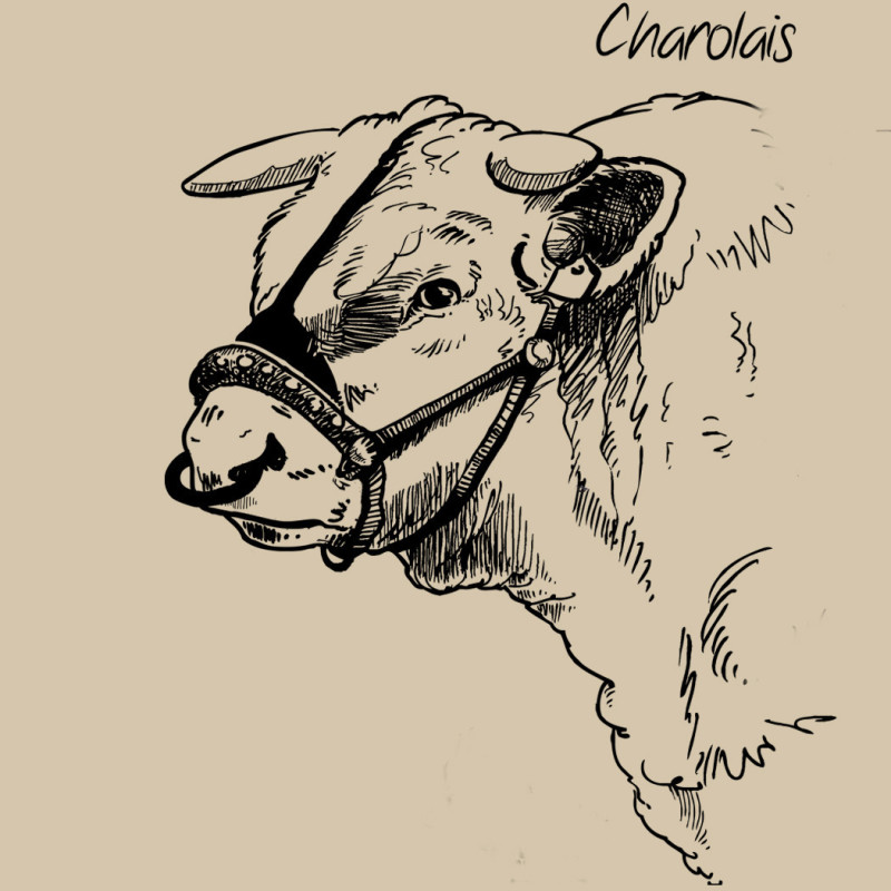 Charolais
