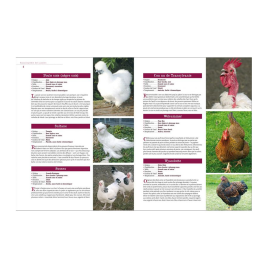 Tout sur l'élevage des poules