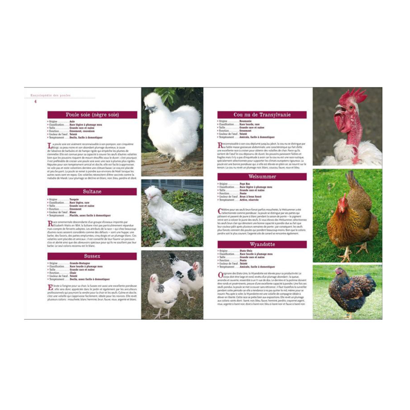 Tout sur l'élevage des poules