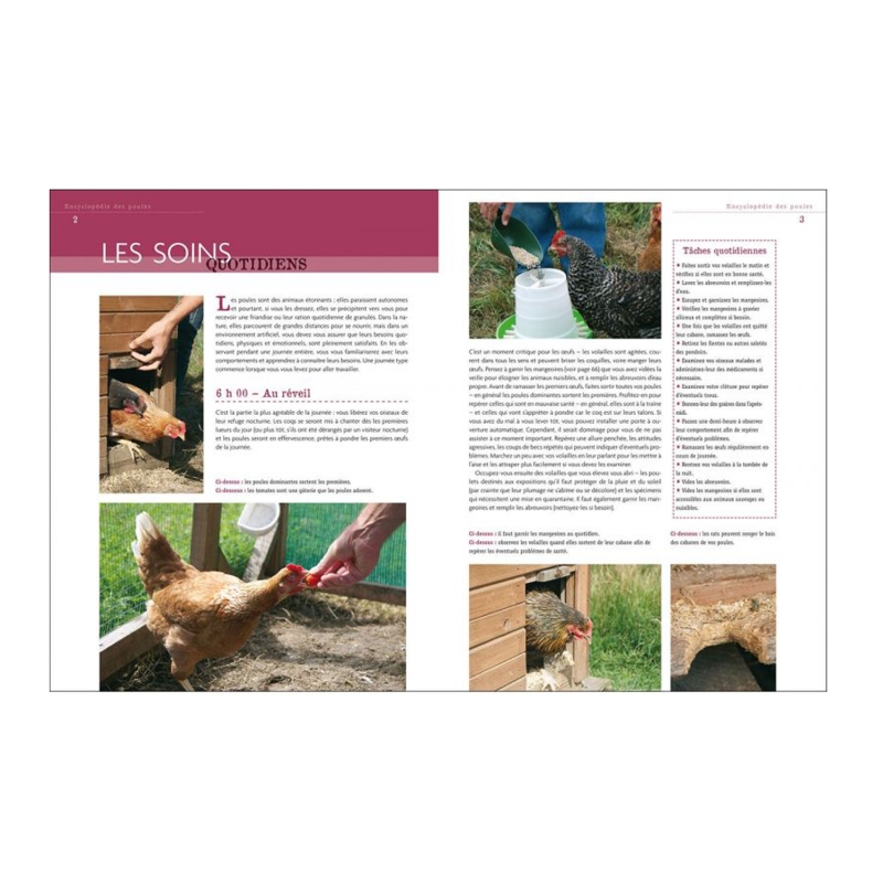 Tout sur l'élevage des poules