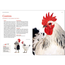 Guide des races de poules