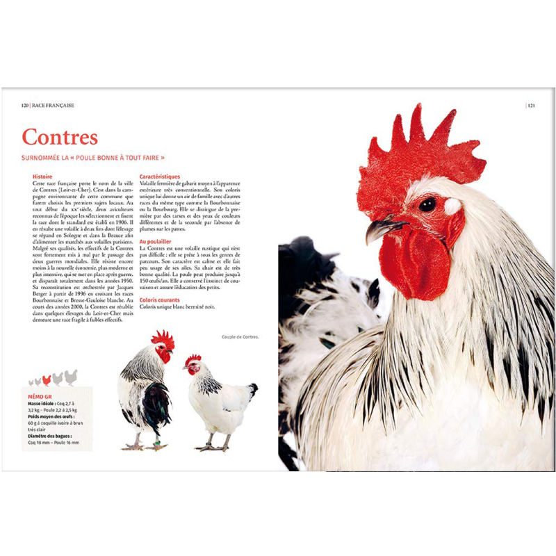 Guide des races de poules