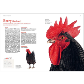 Guide des races de poules