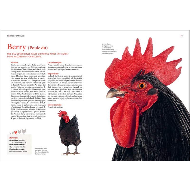 Guide des races de poules