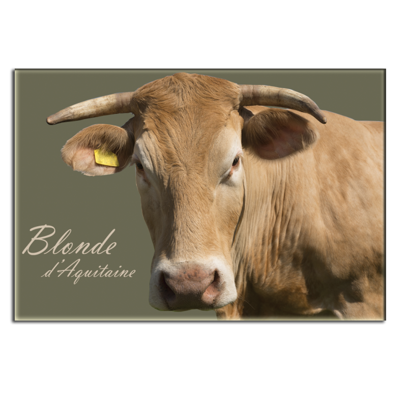 BLONDE D'AQUITAINE - magnet frigo