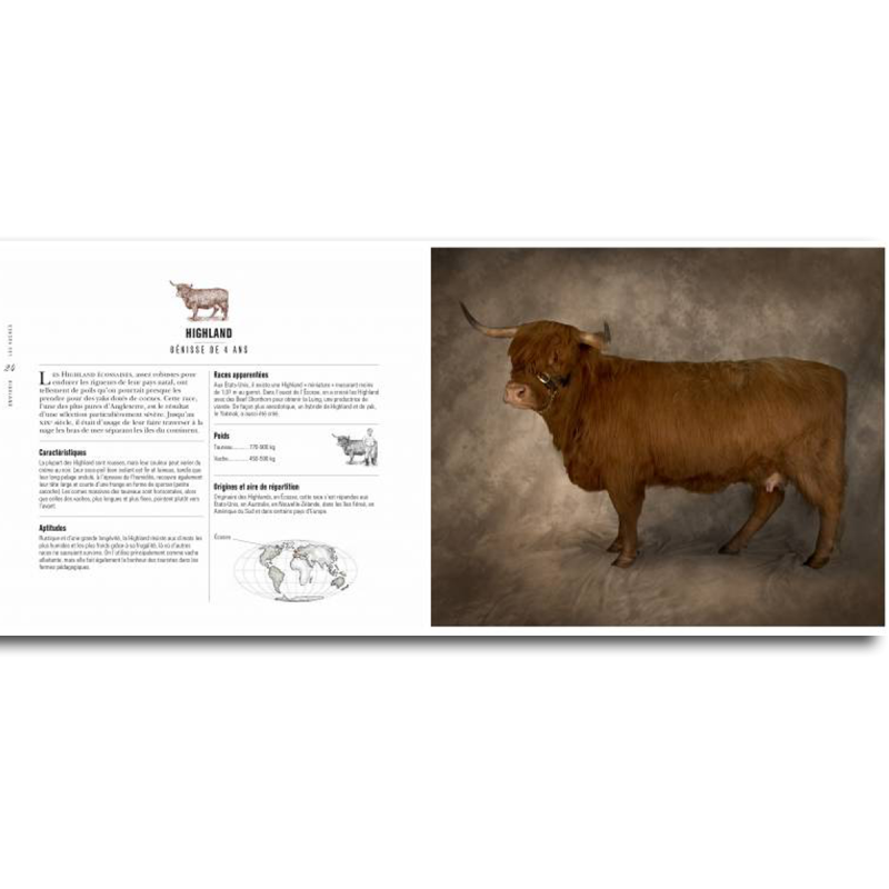 Vaches Passionnément