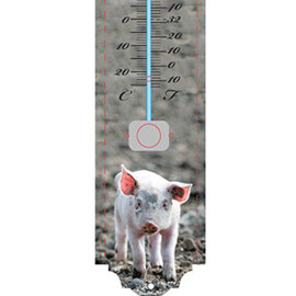 Thermomètre Cochon